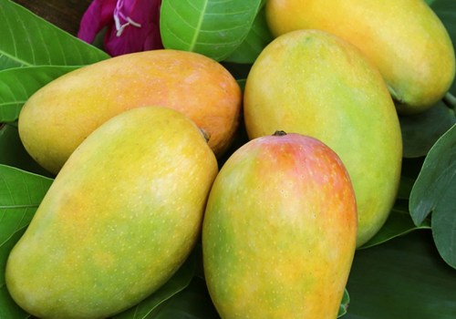 How Much Does Bulk Raw Mango Butter Cost?