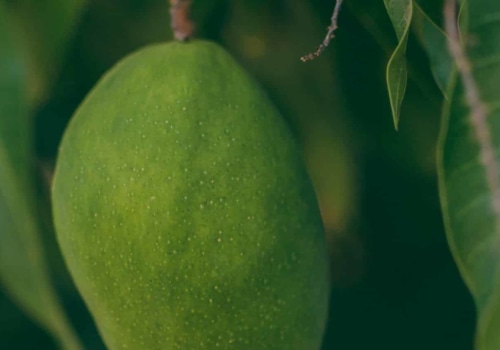 The Benefits of Eating Bulk Raw Mango: A Comprehensive Guide